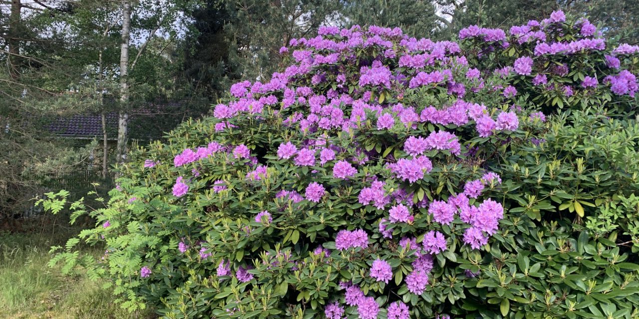 Säg hej till vårt nya hem!