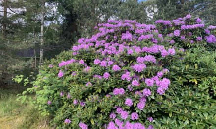 Säg hej till vårt nya hem!