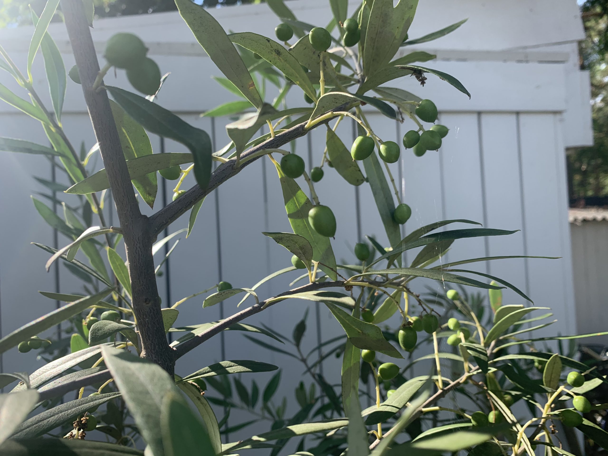 Massor av oliver på våra olivträd