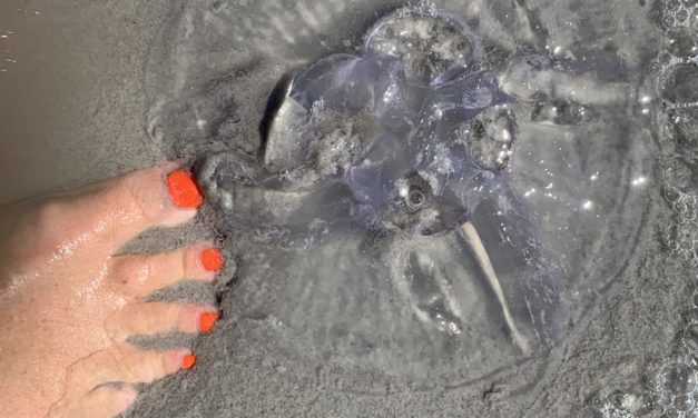 Fitbit var en toppeninvestering!