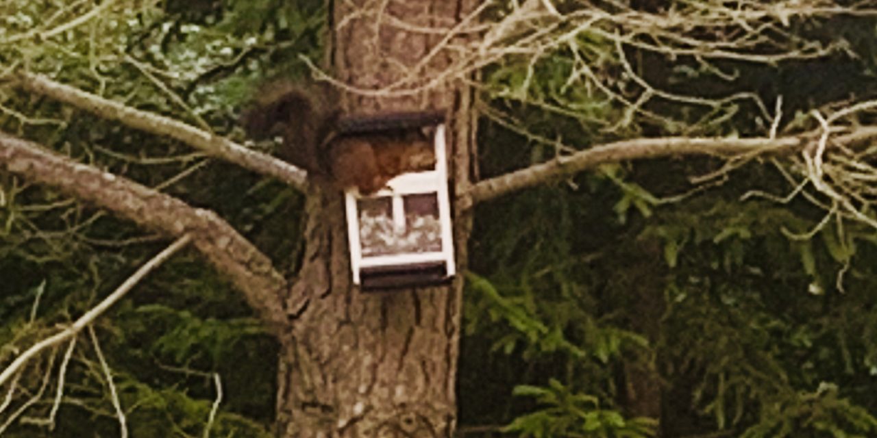 Richards räddningsaktion – rädda ekorren Ronny