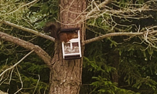 Richards räddningsaktion – rädda ekorren Ronny