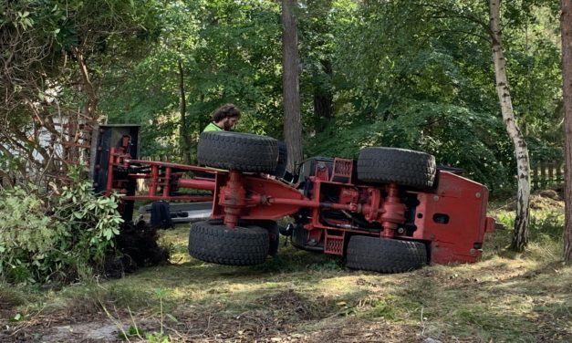 Under träd, buskar och sly visade det sig att vi hade en rejäl trädgård!