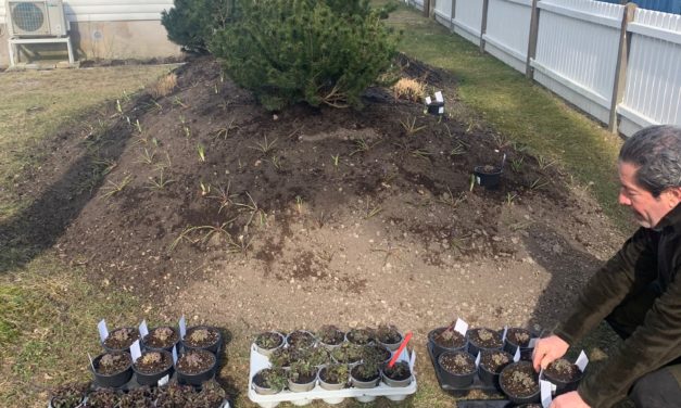 Vårtider är trädgårdstider!